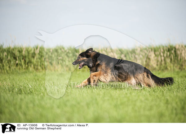rennender Altdeutscher Schferhund / running Old German Shepherd / AP-13906