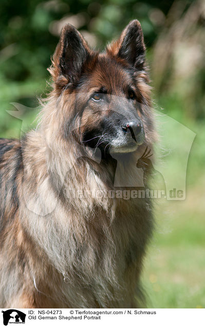 Altdeutscher Schferhund Portrait / Old German Shepherd Portrait / NS-04273