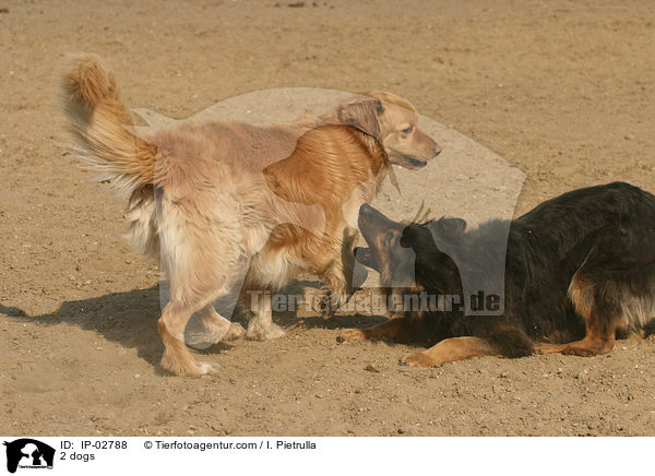 2 Hunde / 2 dogs / IP-02788