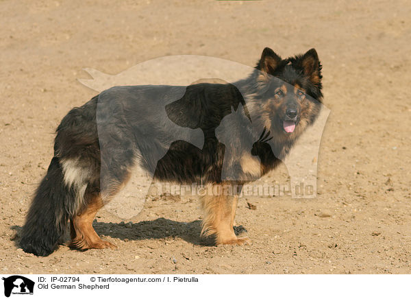 Altdeutscher Schferhund / Old German Shepherd / IP-02794