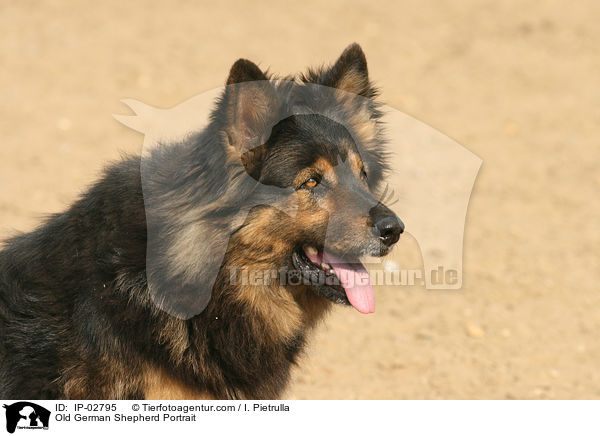 Altdeutscher Schferhund Portrait / Old German Shepherd Portrait / IP-02795