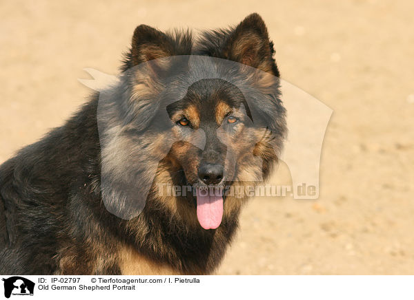 Altdeutscher Schferhund Portrait / Old German Shepherd Portrait / IP-02797