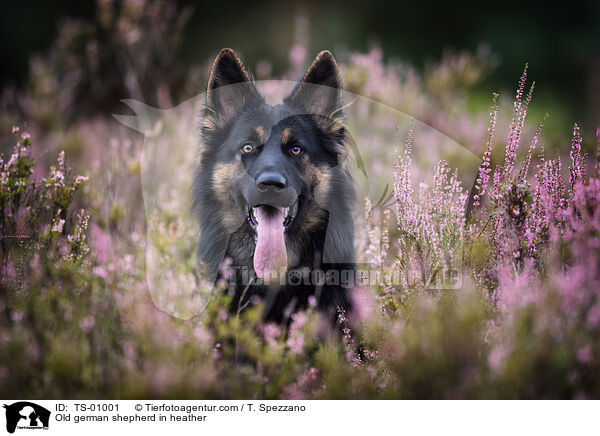 Altdeutscher Schferhund in der Heide / Old german shepherd in heather / TS-01001