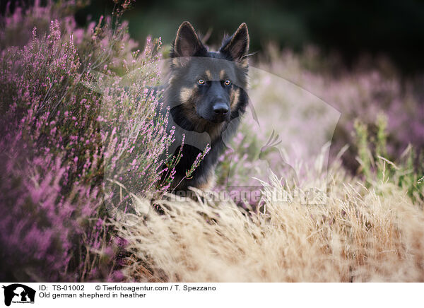 Altdeutscher Schferhund in der Heide / Old german shepherd in heather / TS-01002