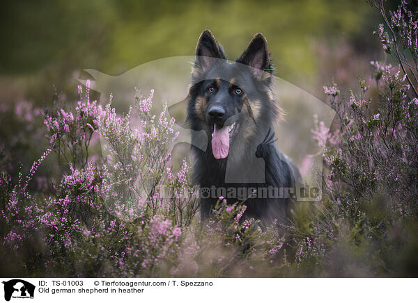 Altdeutscher Schferhund in der Heide / Old german shepherd in heather / TS-01003