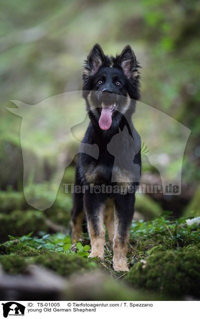 junger Altdeutscher Schferhund / young Old German Shepherd / TS-01005