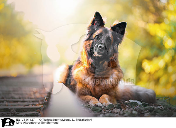 liegender Altdeutscher Schferhund / lying Altdeutscher Schferhund / LT-01127