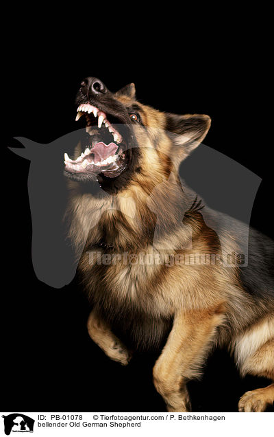barking Altdeutscher Schferhund / bellender Old German Shepherd / PB-01078
