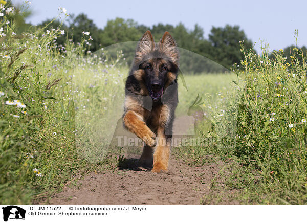 Altdeutscher Schferhund im Sommer / Old German Shepherd in summer / JM-11522