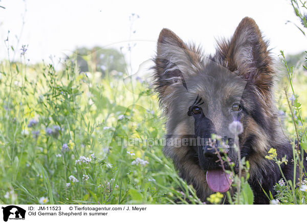 Old German Shepherd in summer / JM-11523