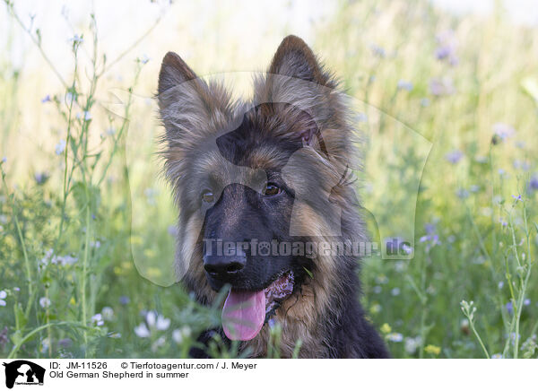 Altdeutscher Schferhund im Sommer / Old German Shepherd in summer / JM-11526