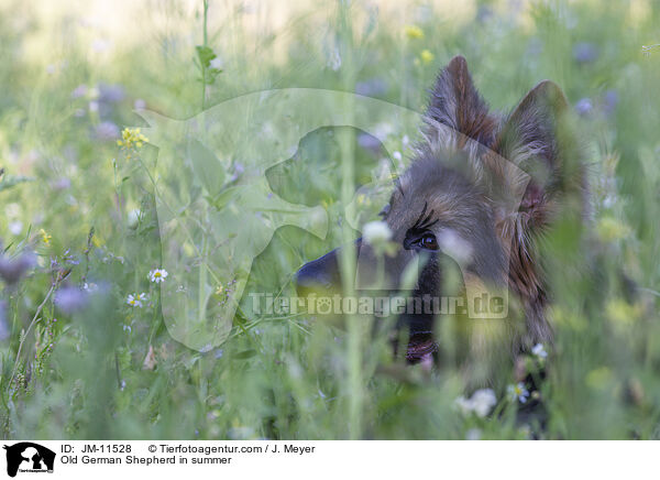 Altdeutscher Schferhund im Sommer / Old German Shepherd in summer / JM-11528