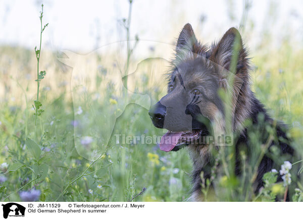 Altdeutscher Schferhund im Sommer / Old German Shepherd in summer / JM-11529