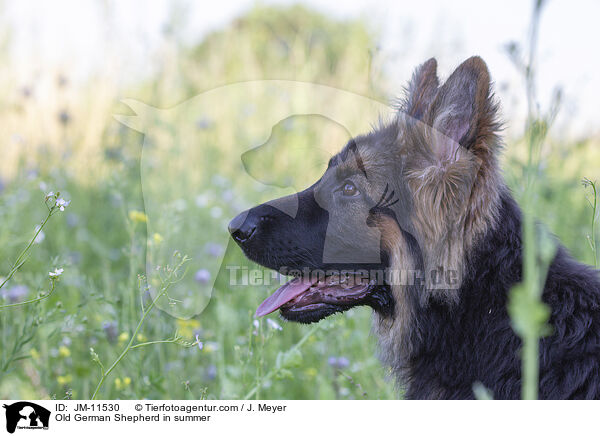 Old German Shepherd in summer / JM-11530