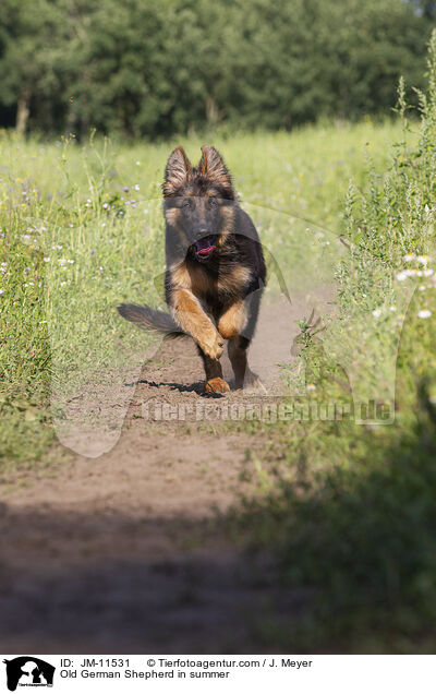 Old German Shepherd in summer / JM-11531