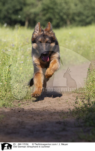 Altdeutscher Schferhund im Sommer / Old German Shepherd in summer / JM-11534