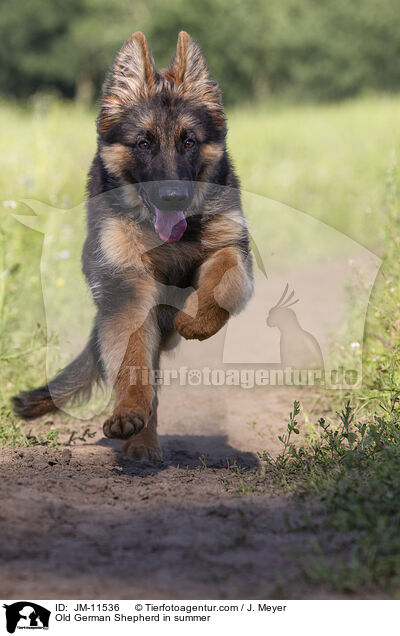 Altdeutscher Schferhund im Sommer / Old German Shepherd in summer / JM-11536