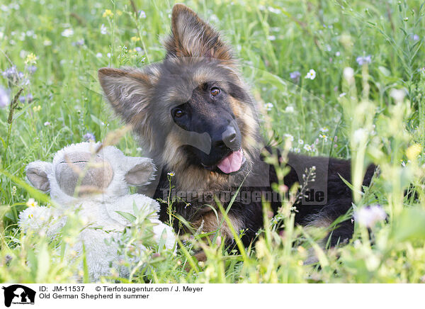 Old German Shepherd in summer / JM-11537