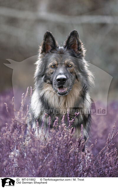 Altdeutscher Schferhund / Old German Shepherd / MT-01882