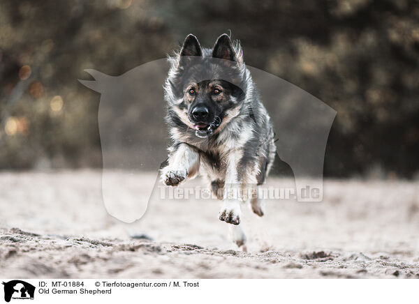 Altdeutscher Schferhund / Old German Shepherd / MT-01884