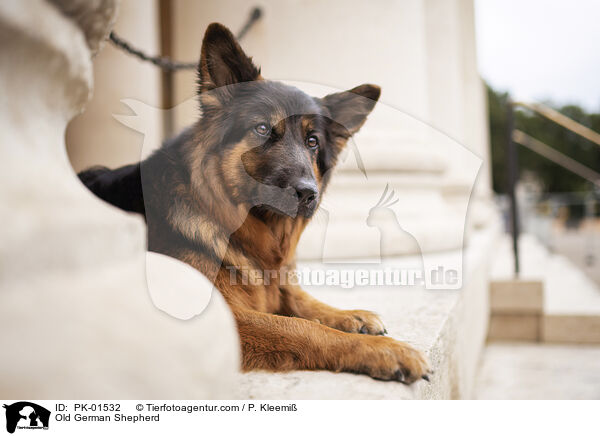 Altdeutscher Schferhund / Old German Shepherd / PK-01532