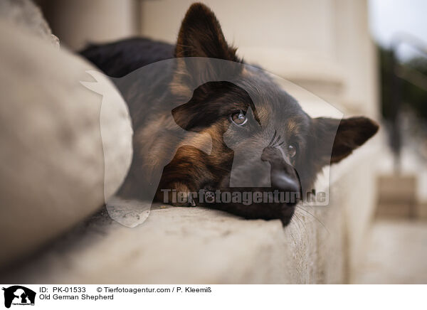 Altdeutscher Schferhund / Old German Shepherd / PK-01533