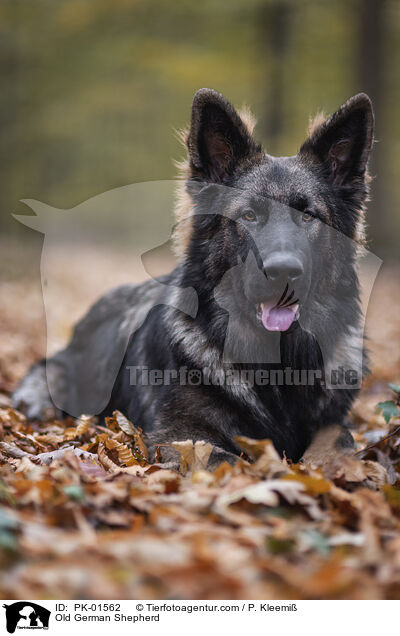 Altdeutscher Schferhund / Old German Shepherd / PK-01562