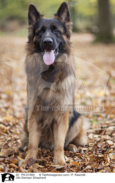 Altdeutscher Schferhund / Old German Shepherd / PK-01564