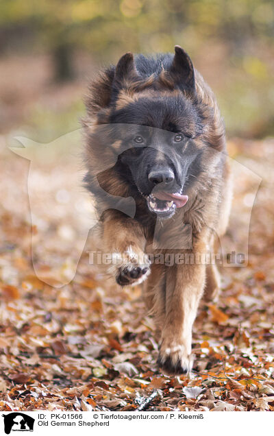 Altdeutscher Schferhund / Old German Shepherd / PK-01566