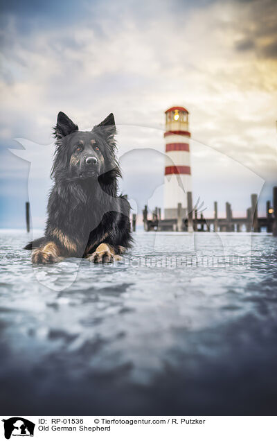 Altdeutscher Sch�ferhund / Old German Shepherd / RP-01536