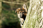 Old German Shepherd Puppy