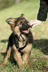 Old German Shepherd Puppy