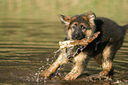 Old German Shepherd Puppy