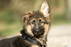 Old German Shepherd Puppy