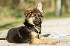 Old German Shepherd Puppy