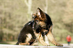 Old German Shepherd Puppy