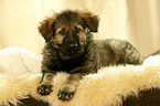 Old German Shepherd Puppy