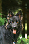 Old German Shepherd