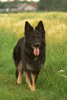 Old German Shepherd