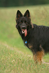 Old German Shepherd