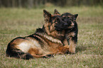 lying Old German Shepherd