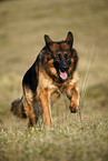 running Old German Shepherd