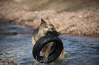 playing Old German Shepherd