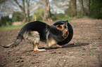 playing Old German Shepherd