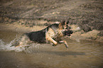 running Old German Shepherd