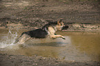 running Old German Shepherd