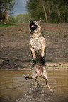 jumping Old German Shepherd