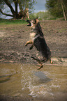 jumping Old German Shepherd