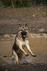 running Old German Shepherd