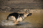 running Old German Shepherd